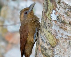 Arapaçu-galinha-ocidental / Deville's Woodcreeper