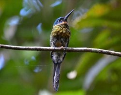 Ariramba-violácea / Purplish Jacamar