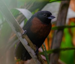 Choca-preta / Black Bushbird