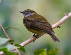 Dançarino-de-crista-laranja / Orange-crowned Manakin