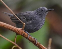 Formigueiro-cinza / Slate-colored Antbird