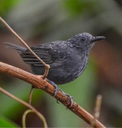 Formigueiro-cinza / Slate-colored Antbird