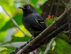 Formigueiro-de-cauda-preta / Black-tailed Antbird