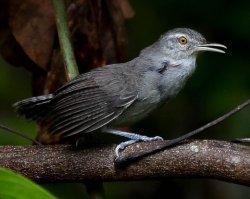 Garrincha-cinza / Gray Wren