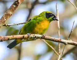 Saíra-ouro / Green-and-gold Tanager