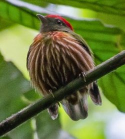 Tangará-riscado / Western Striped Manakin