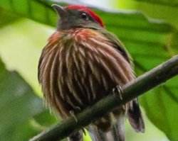 Tangará-riscado / Western Striped Manakin