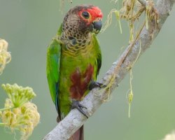 Tiriba-de-cabeça-vermelha / Rose-fronted Parakeet