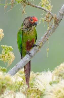 Tiriba-de-cabeça-vermelha / Rose-fronted Parakeet