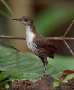 Uirapuru-veado / Scaly-breasted Wren