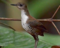 Uirapuru-veado / Scaly-breasted Wren