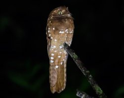 Urutau-ferrugem Rufous Potoo