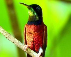 Beija-flor-brilho-de-fogo / Crimson Topaz