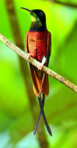 Beija-flor-brilho-de-fogo / Crimson Topaz