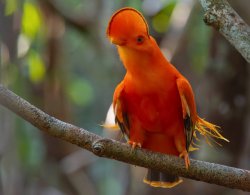 Galo-da-serra / Guianan Cock-of-the-rock