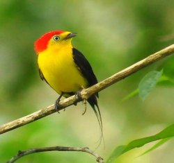 Rabo-de-arame / Wire-tailed Manakin