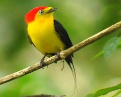 Rabo-de-arame / Wire-tailed Manakin