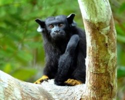 Sagui-de-mãos-amarelas / Golden-handed Tamarin