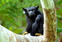 Sagui-de-mãos-amarelas / Golden-handed Tamarin