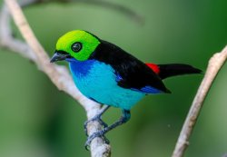 Sete-cores-da-amazônia / Paradise Tanager