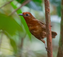 Uirapuru-do-imeri / Imeri Wren