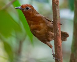 Uirapuru-do-imeri / Imeri Wren