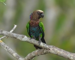 Anacã / Red-fan Parrot