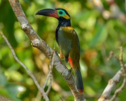 Araçari-negro / Guianan Toucanet