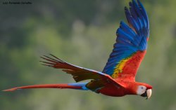 Arara-vermelha / Scarlet Macaw