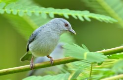 Figuinha-amazônica / Pearly-breasted Conebill