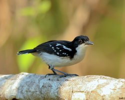 Formigueiro-preto-e-branco / Black-and-white Antbird