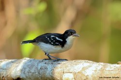 Formigueiro-preto-e-branco / Black-and-white Antbird