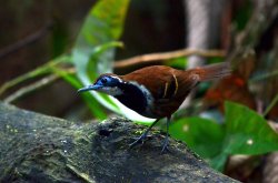 Formigueiro-ferrugem / Ferruginous-backed Antbird