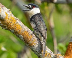 Macuru-de-pescoço-branco / Guianan Puffbird