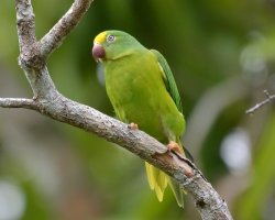 Periquito-testinha / Tui Parakeet