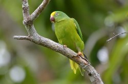 Periquito-testinha / Tui Parakeet