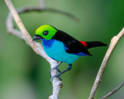 Sete-cores-da-amazônia / Paradise Tanager