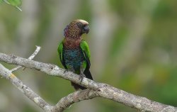 Anacã / Red-fan Parrot