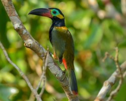 Araçari-negro / Guianan Toucanet