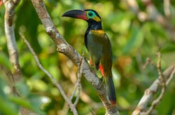 Araçari-negro / Guianan Toucanet