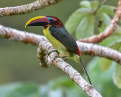 Araçari-miudinho / Green Aracari