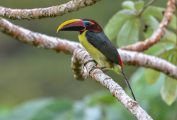 Araçari-miudinho / Green Aracari