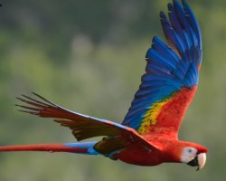 Araracanga / Scarlet Macaw