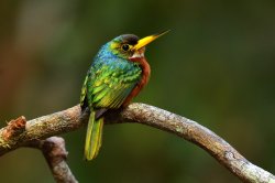 Ariramba-de-bico-amarelo / Yellow-billed Jacamar