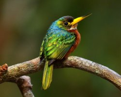 Ariramba-de-bico-amarelo / Yellow-billed Jacamar