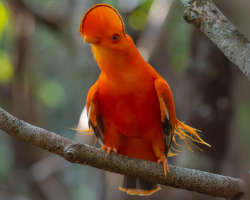 Galo-da-serra / Guianan Cock-of-the-rock