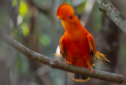 Galo-da-serra / Guianan Cock-of-the-rock