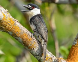 Macuru-de-pescoço-branco / Guianan Puffbird