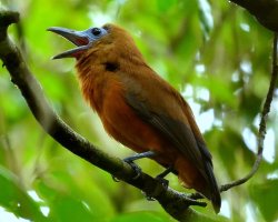 Maú / Capuchinbird