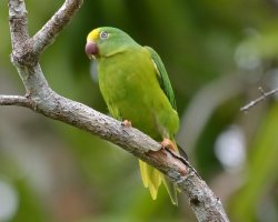 Periquito-Testinha / Tui Parakeet